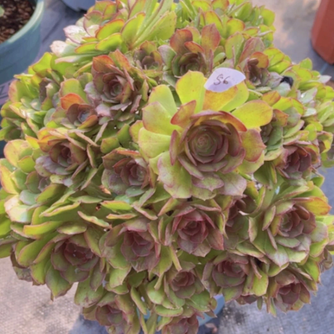 【闪购商品】56莎啦碗多肉法师