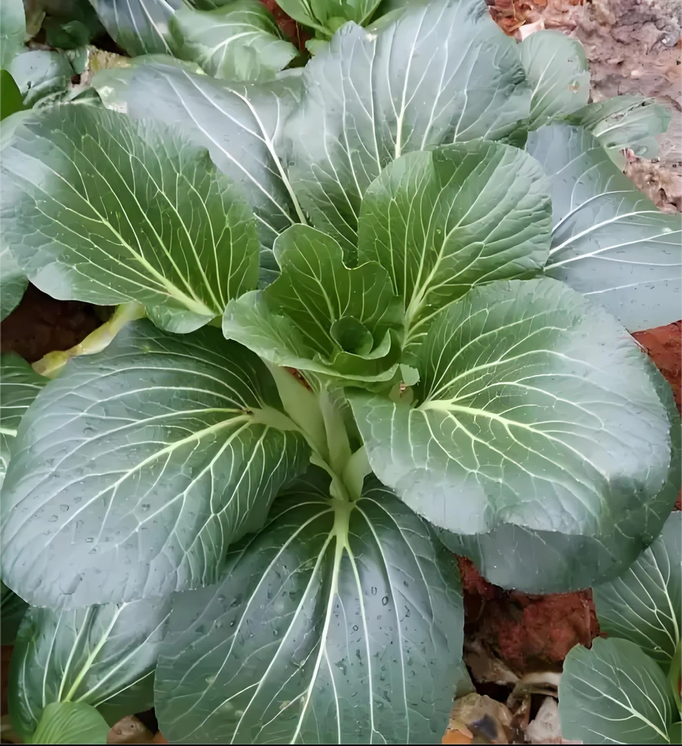 （顺丰包邮）农家自种打霜白菜