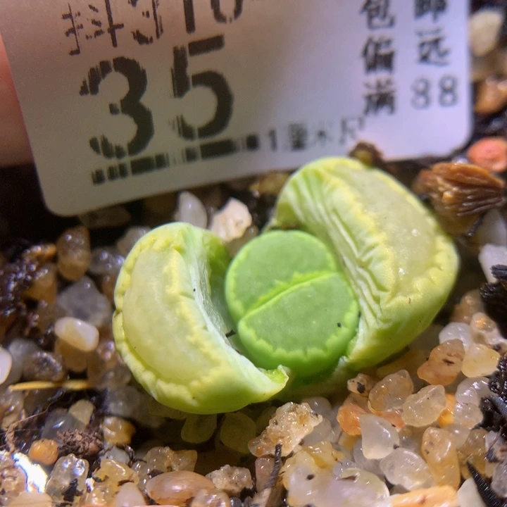 精品生石花多肉310.35