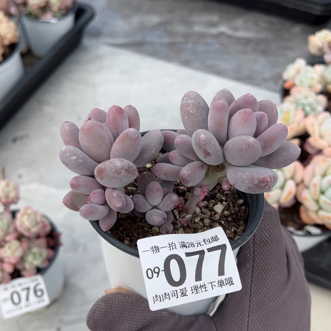 海狸美人多肉多肉多肉