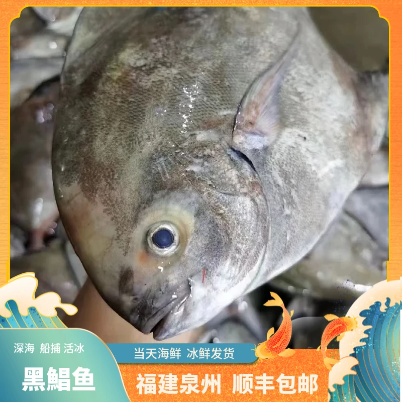 福建船捕【黑鲳鱼】省内当天送达
