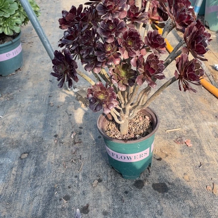 2黑法师多肉植物多肉多肉