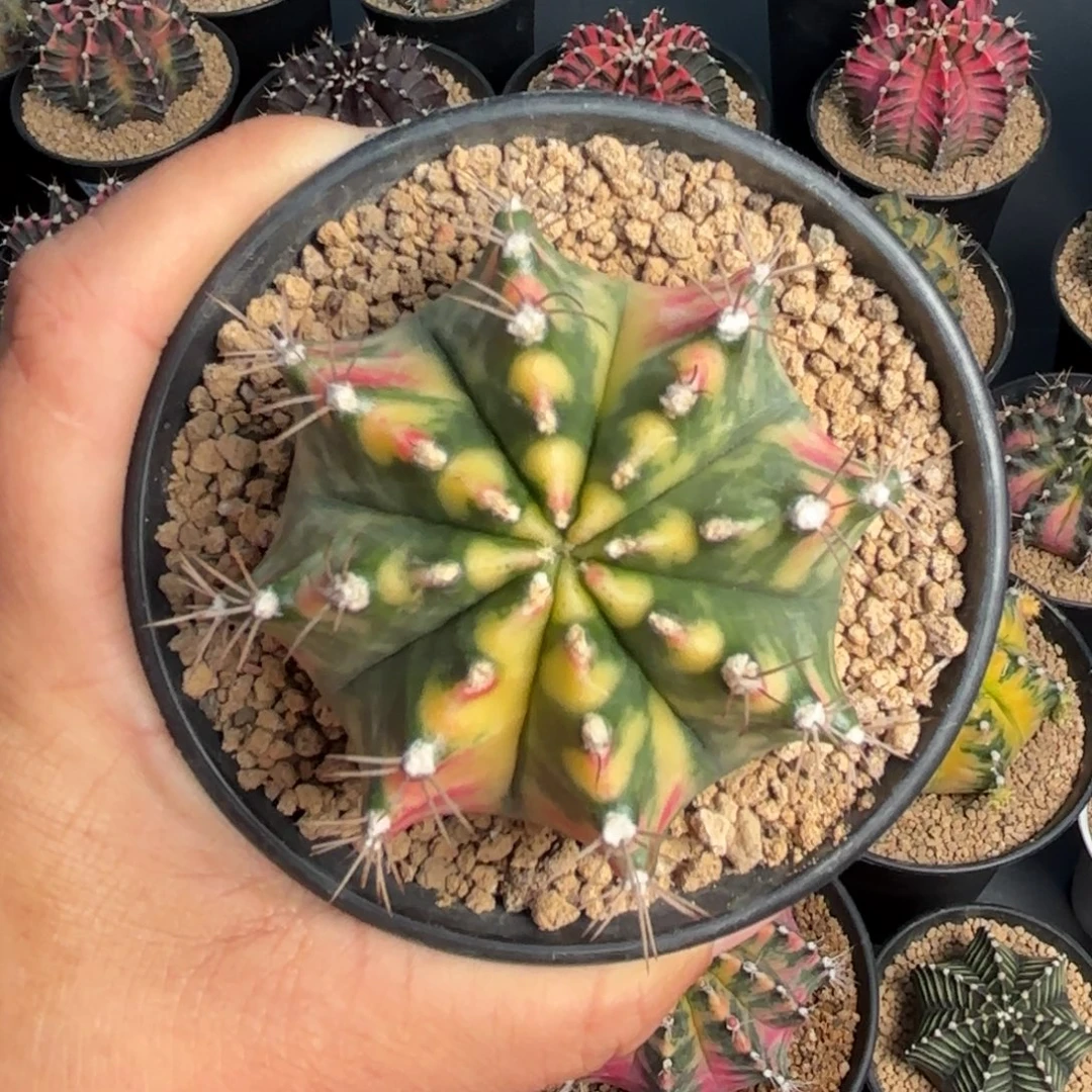 泰系米哈仙人球实生50