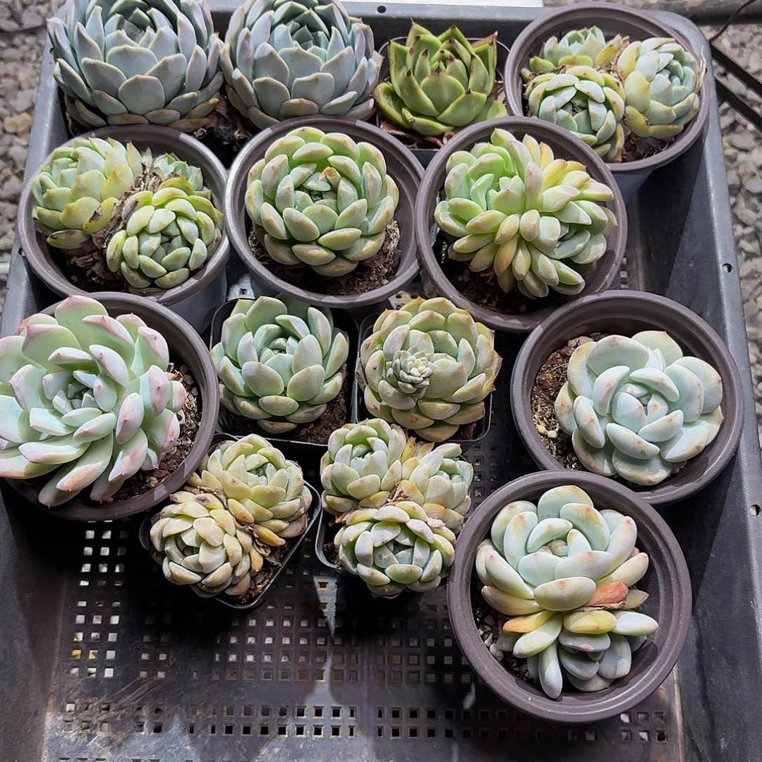 主播多肉组合。一筐