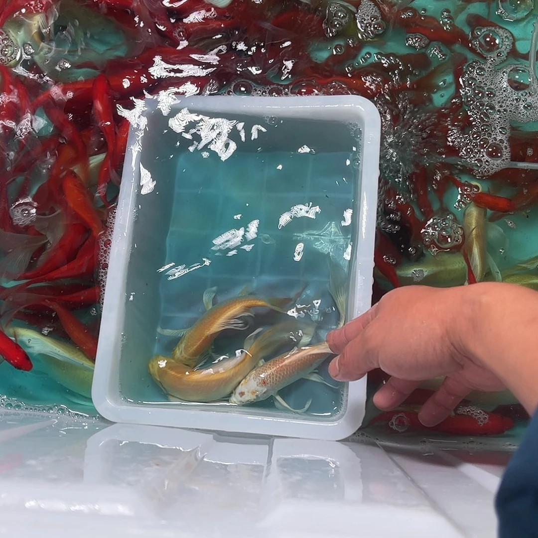 锦鲤包邮，包损，95