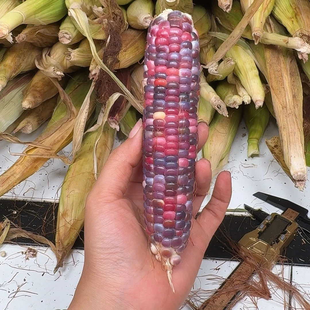 M***豆柏香籽/百香籽吊坠