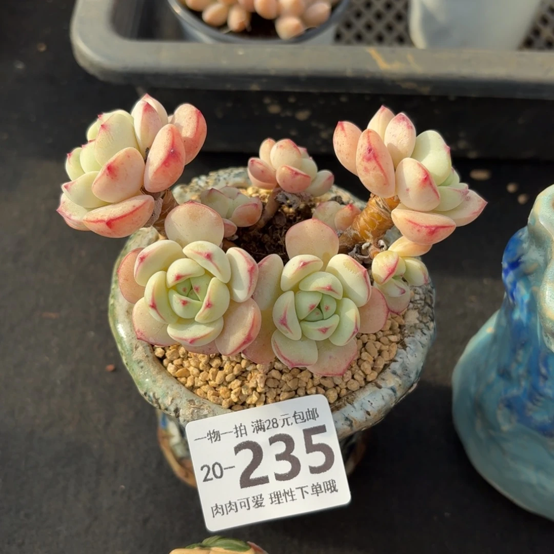 白底香草无盆土发货无