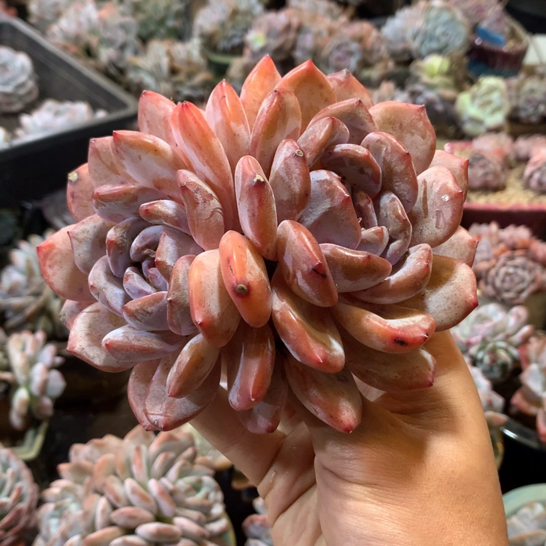 哈哈哈哈哈哈哈哈哈