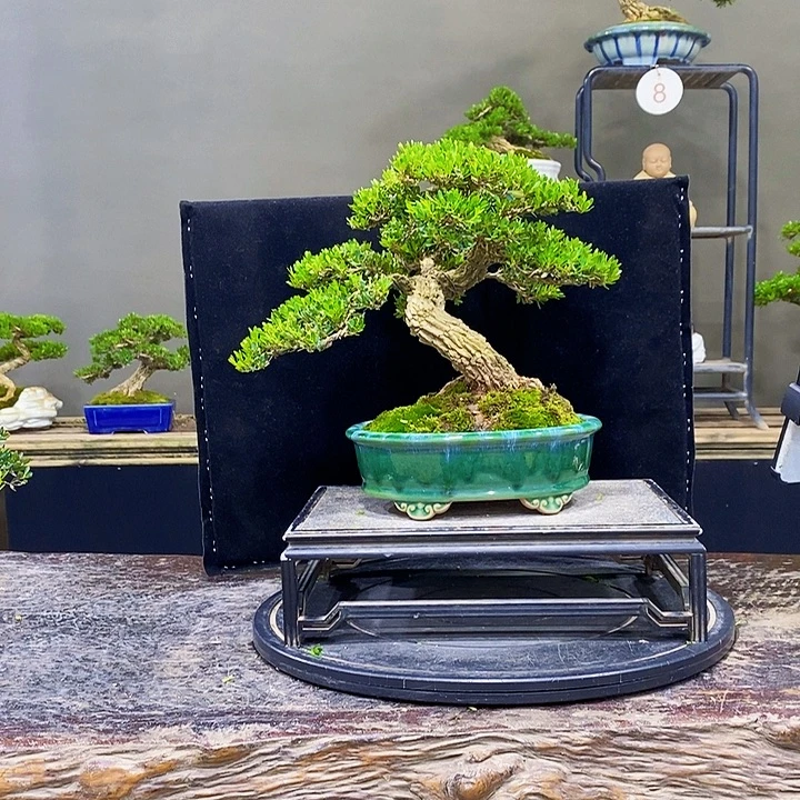 无花朵黄杨盆景四季常青