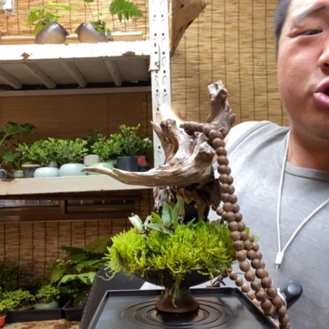 红陶一物一拍所见即所得29