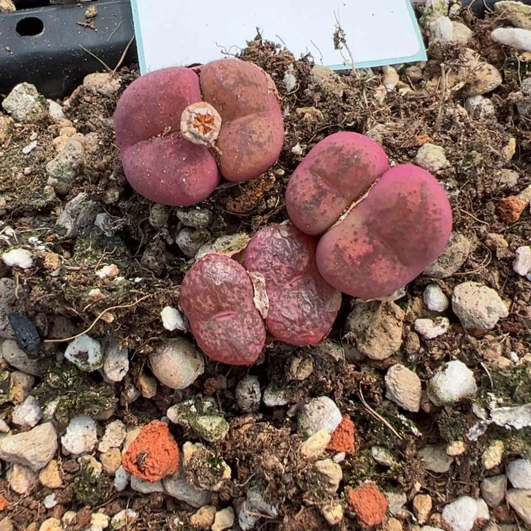 28-84肉锥多肉植物