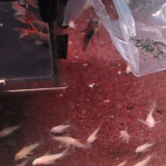 鼠鱼花椒 2＋白鼠2＋青铜鼠  2尺寸2.5cm顺丰