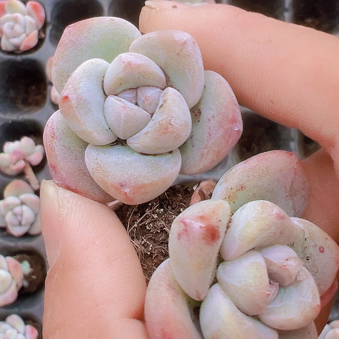 丸子冰玉277多肉5克颗