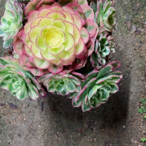 多肉植物海王锦。