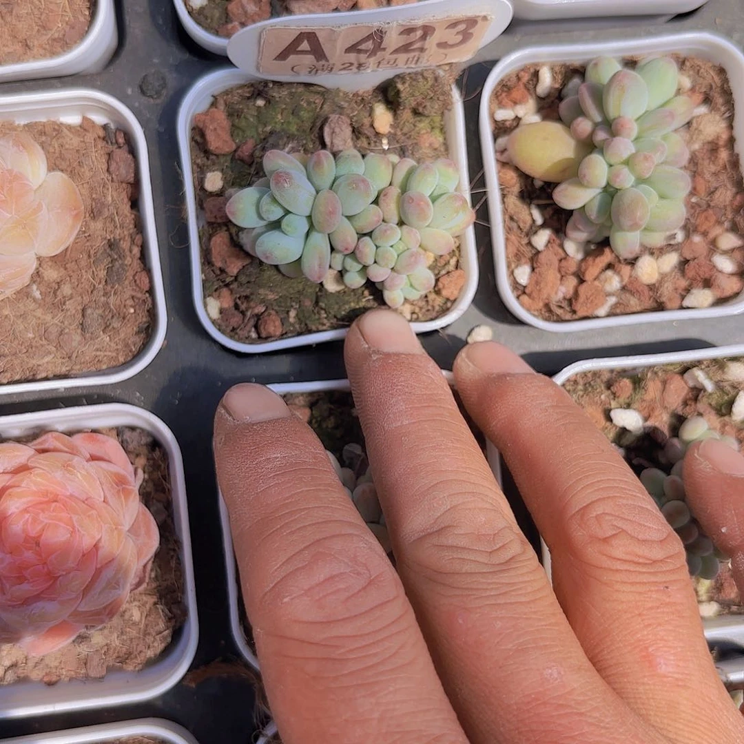 A423苹果奶一物一拍