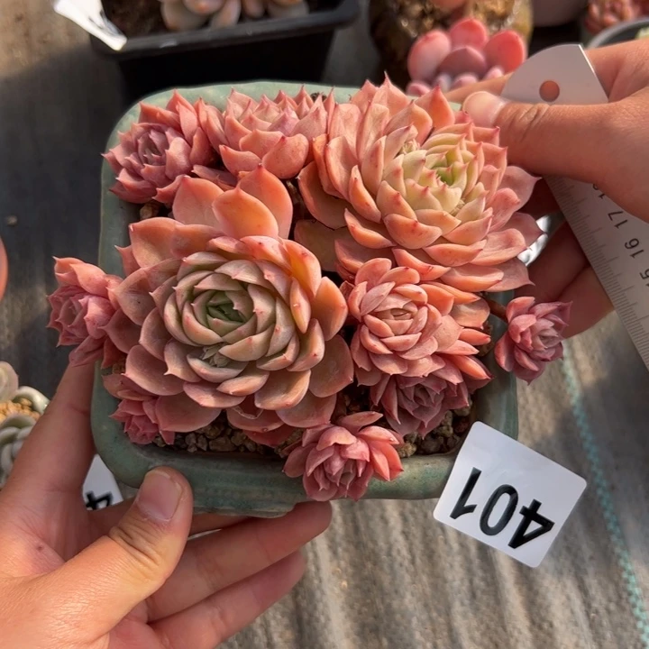 妮****y401补价差多肉植物组合盆栽