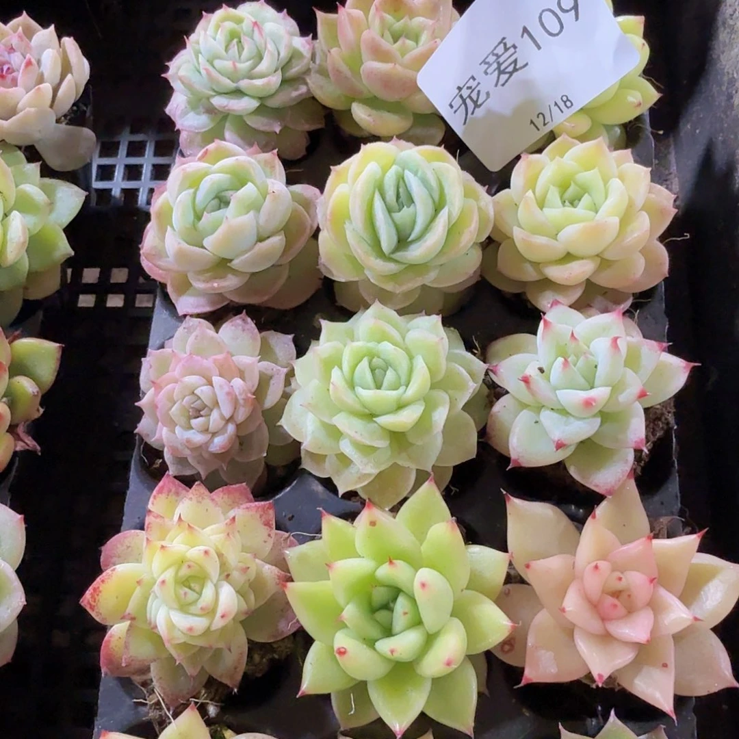 直播福利一物一拍109