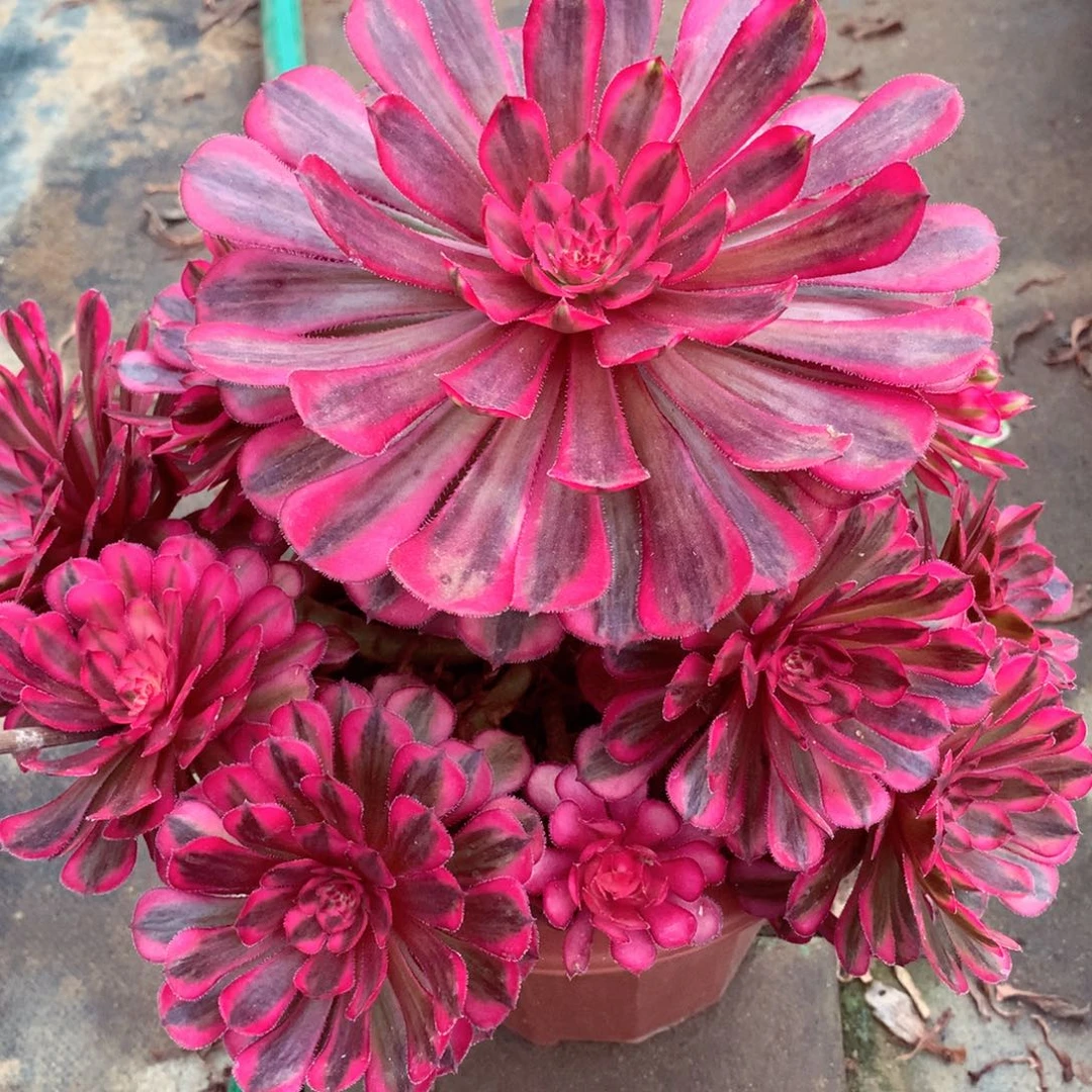 白月光，多肉植物的