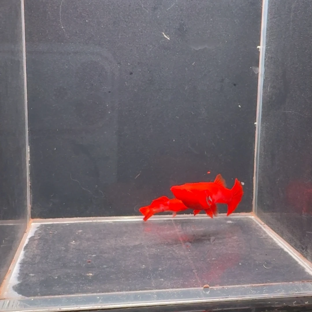 孔雀鱼95红火麒麟一对 通背1对