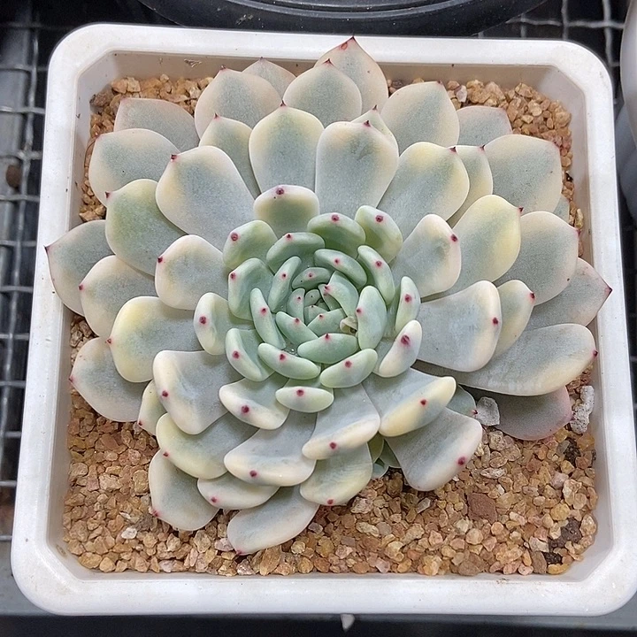 雪爪覆轮锦多肉植物