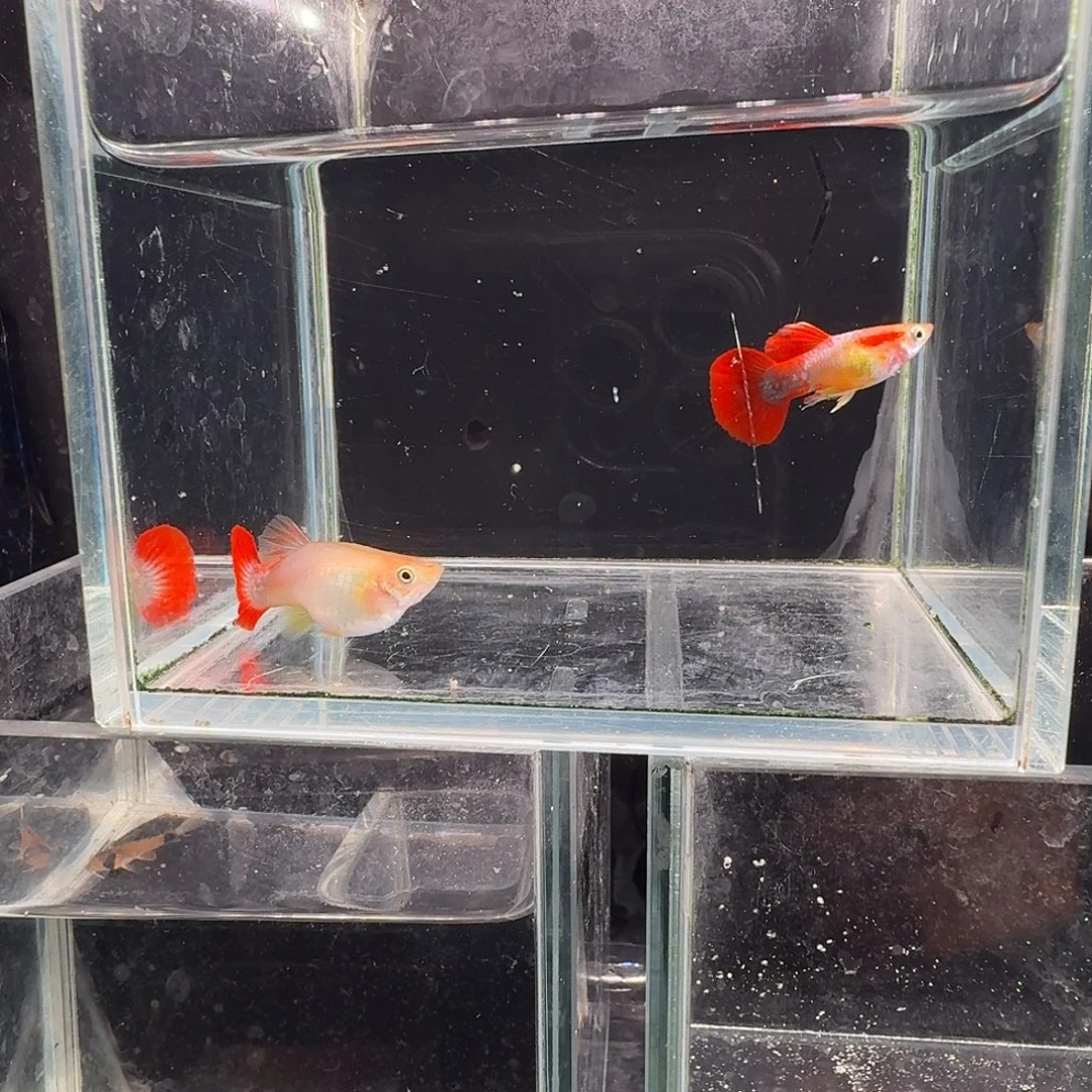 孔雀鱼黄爆球1对孔雀鱼