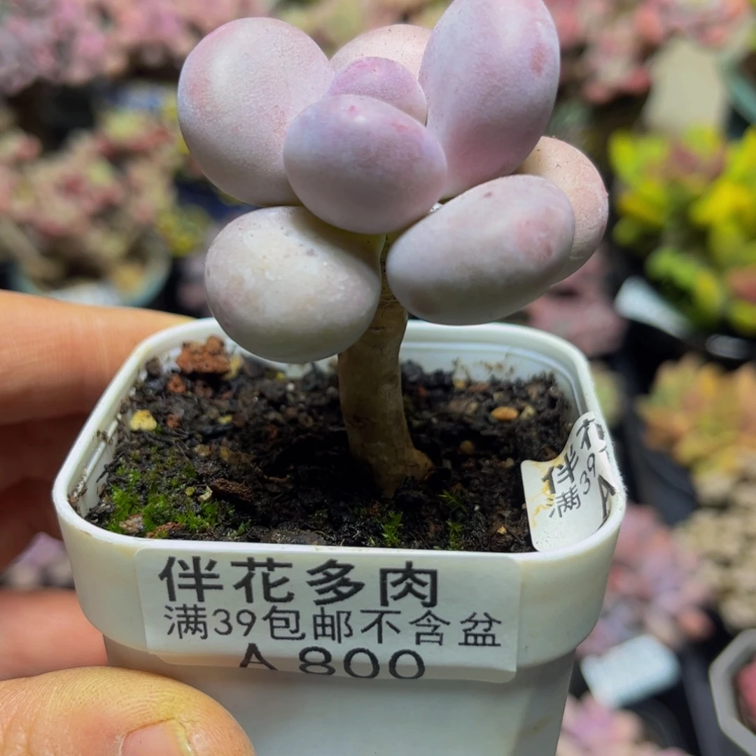 849芭比奶5厘米多肉