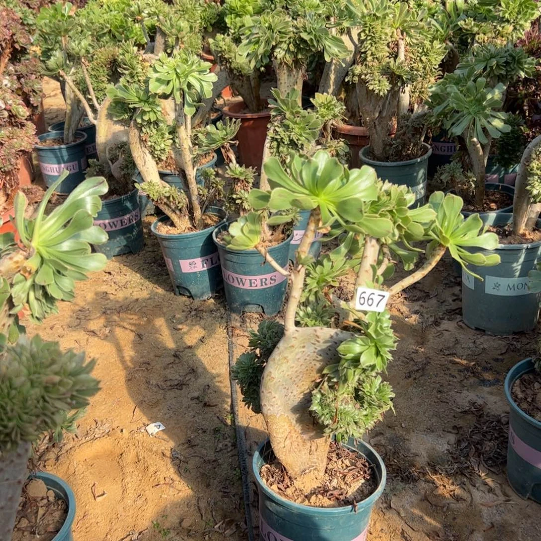 微瑕疵原始绿667高度40厘米