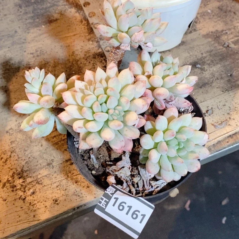 【闪购商品】明珠16161