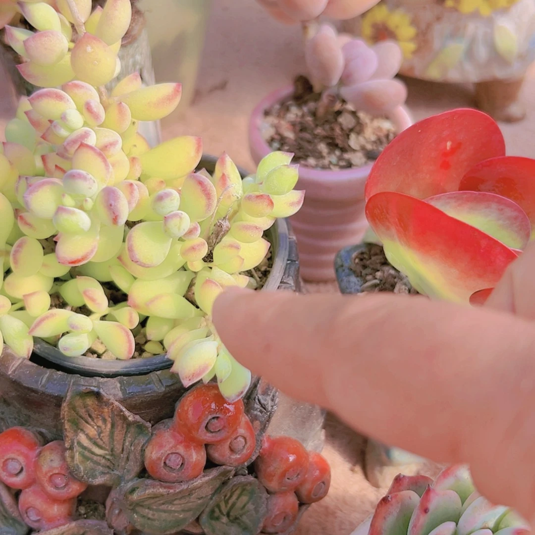 【闪购商品】达摩福娘5.8