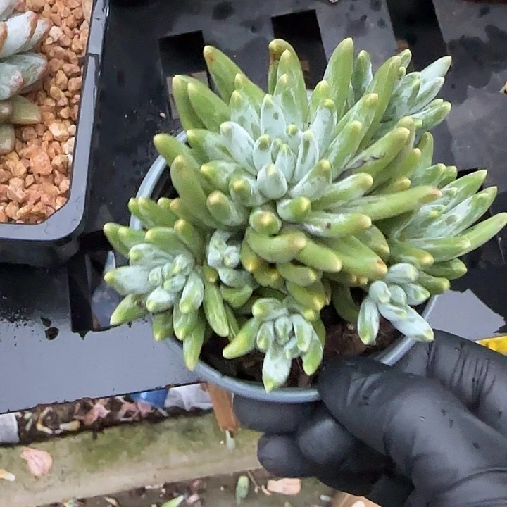 青蛙王子儿童牙膏11
