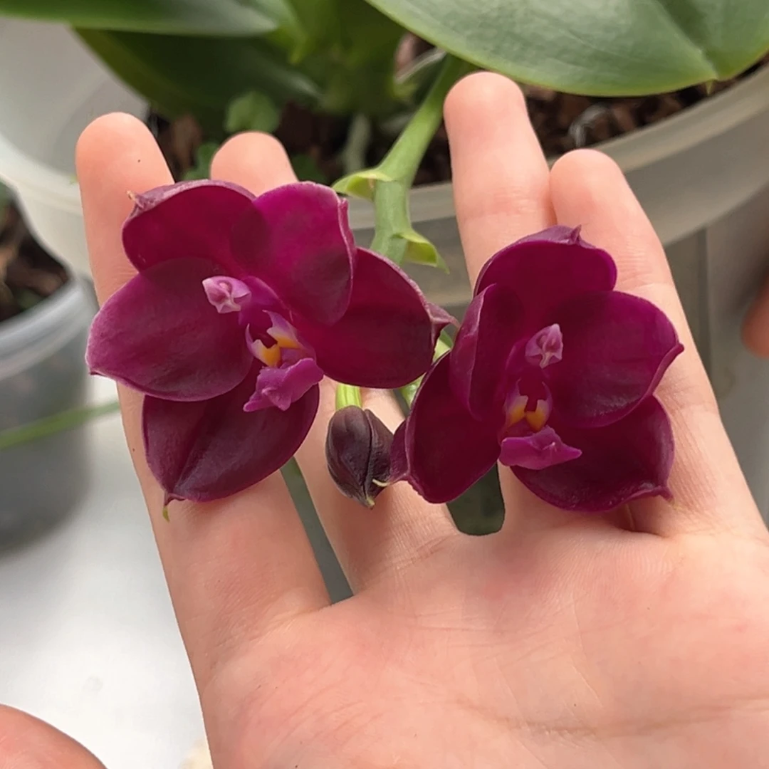 完全开放5寸紫葡萄开花株