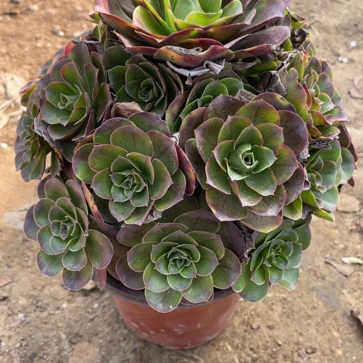 无花朵883多肉植物魅金玫瑰
