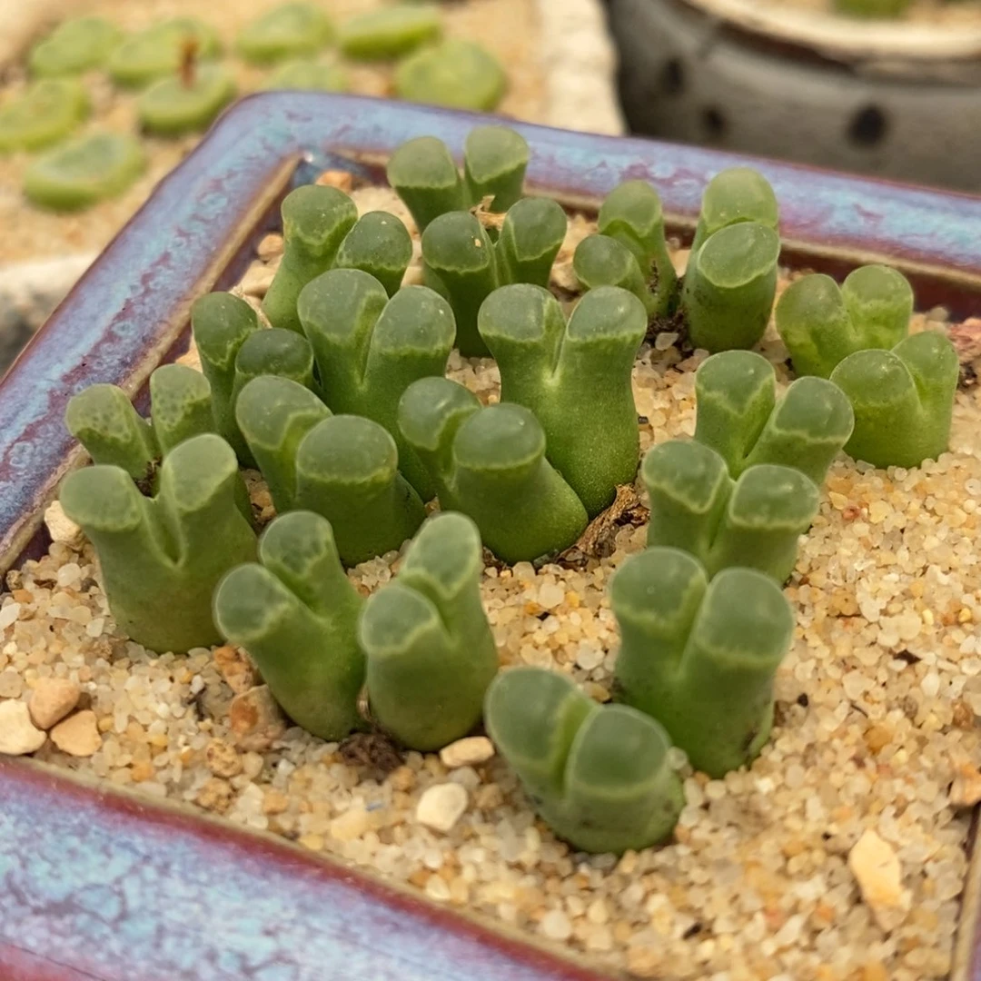 双头粉佛肚2颗一组。