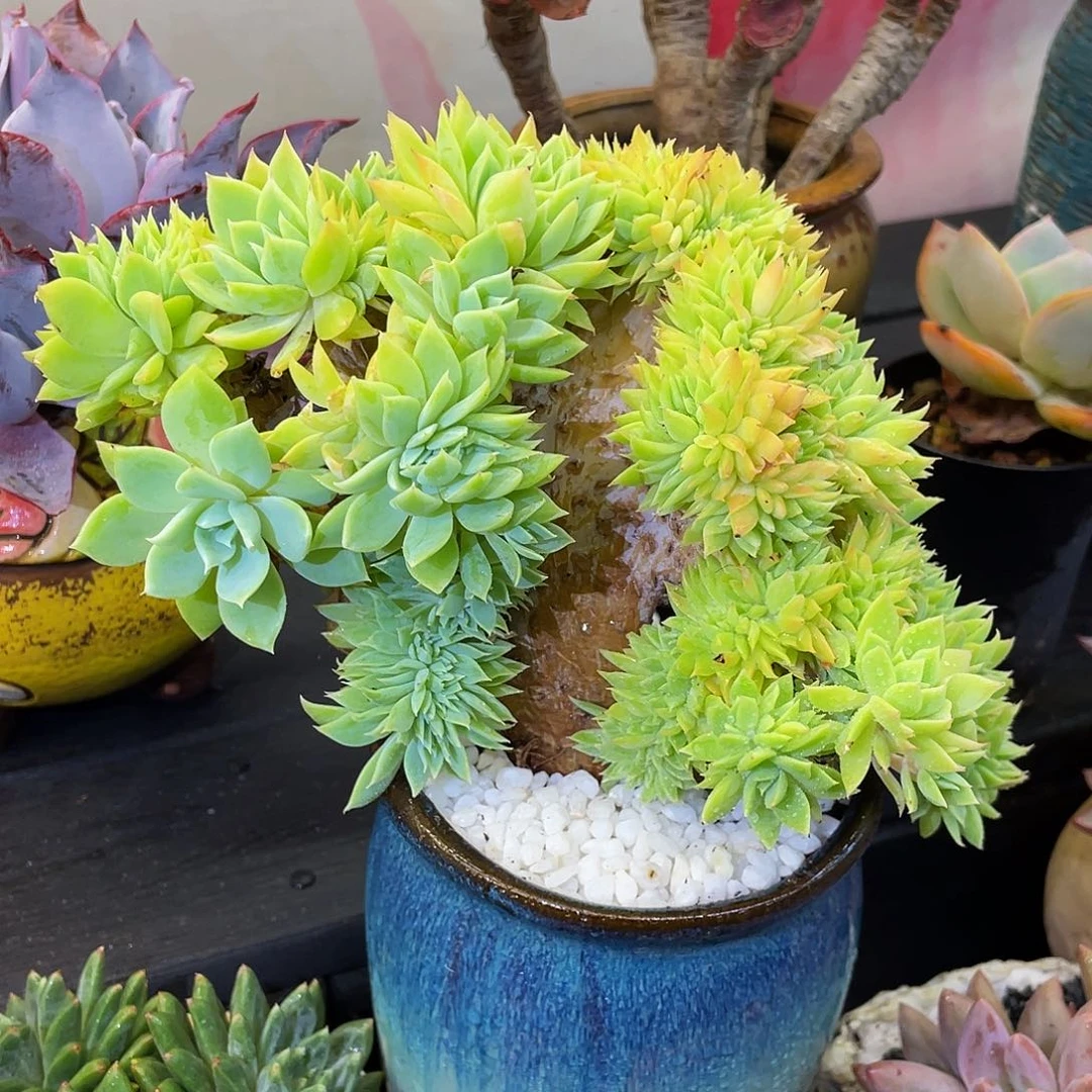 多肉植物盆栽多肉植物