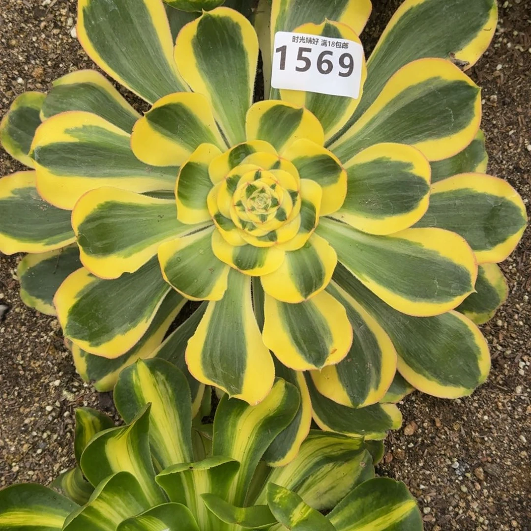 ?**下1569君美丽锦多肉植物