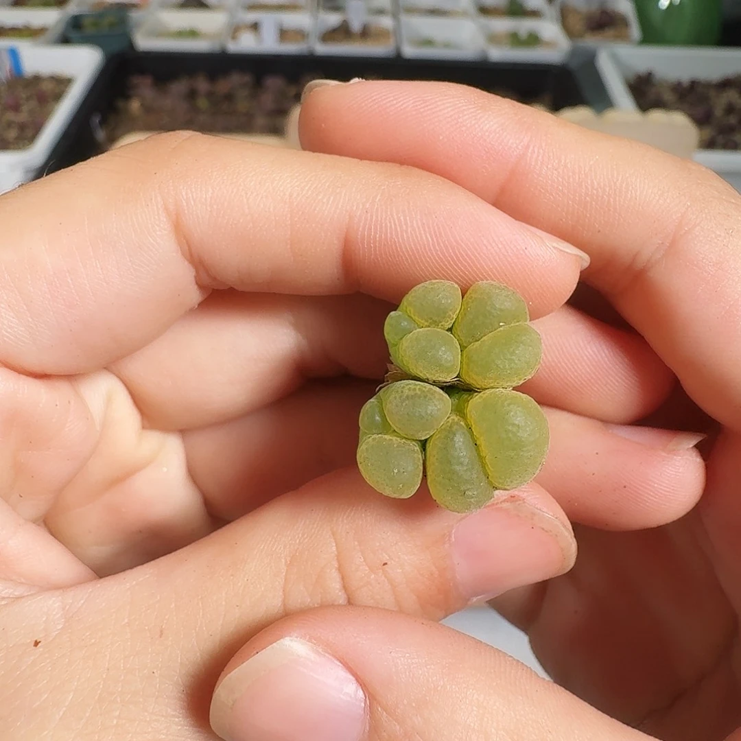 多肉植物福利风铃326