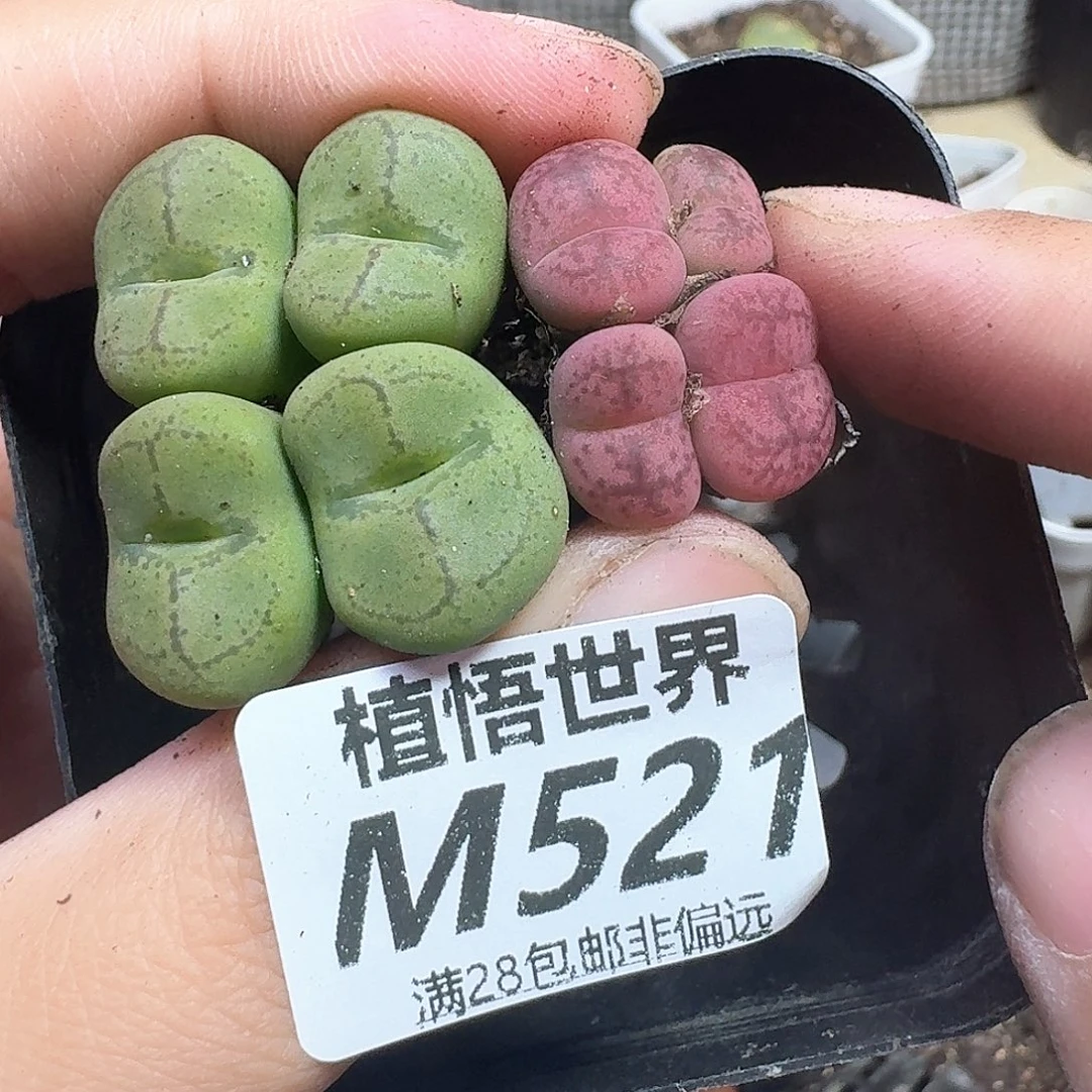 多肉植物的润泽多肉植物