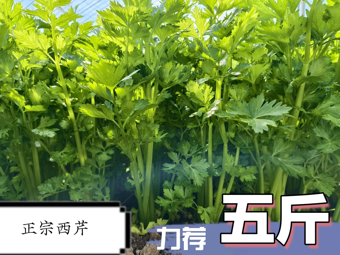 西芹山东正宗西芹批发零售自家种植可炒菜可榨汁