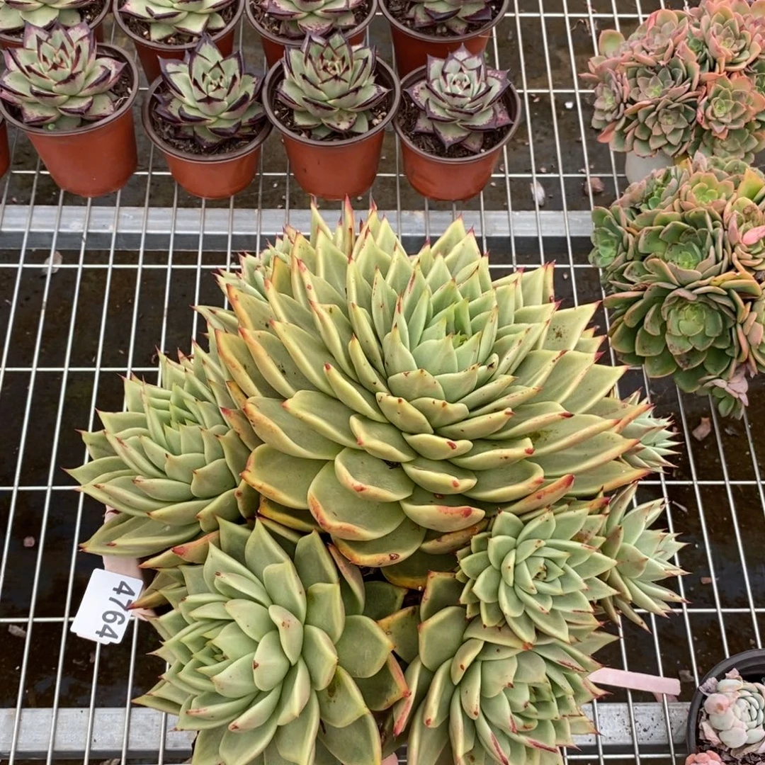 4764乌木大群一物一拍