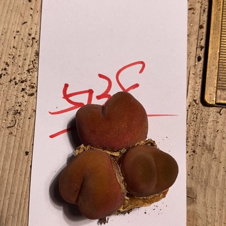 5138一个一个一个