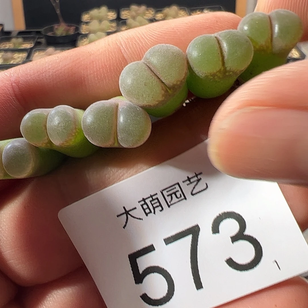 一物一拍。   春见风铃573
