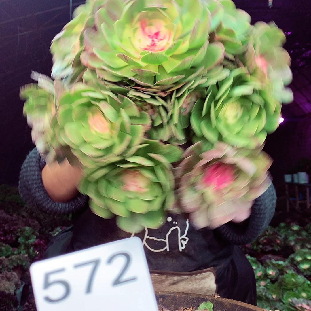 柒柒精品多肉脱土发货不包断侧枝572