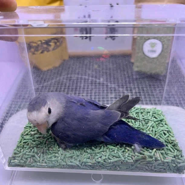 牡丹鹦鹉-独立中纯紫罗兰公E5873