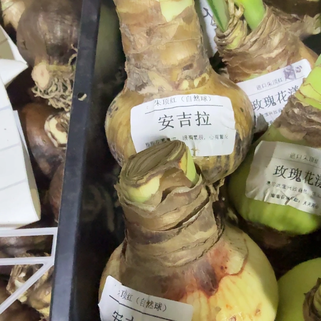 安吉拉7+福利球看好下单