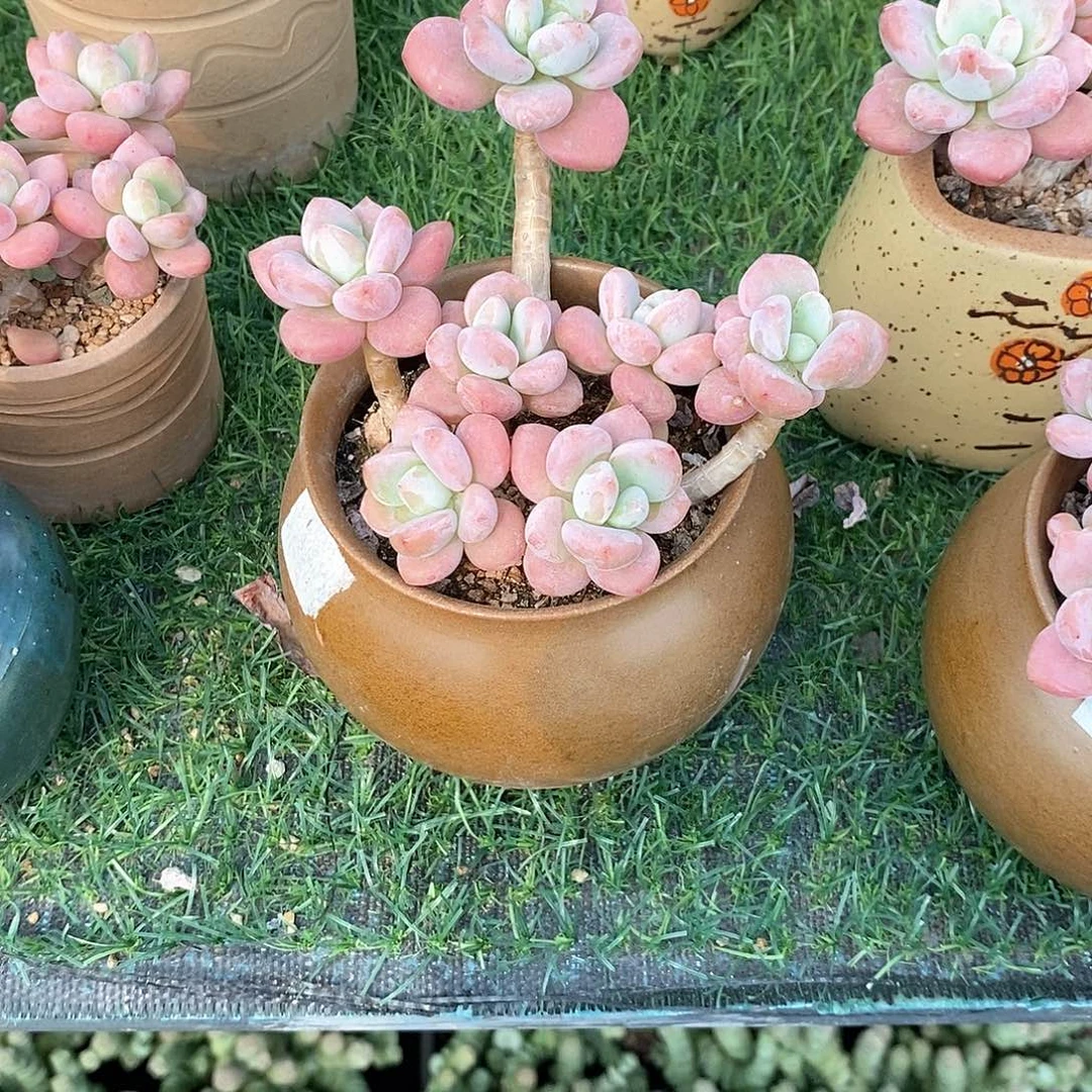 红洛神1颗脱土发货多肉植物