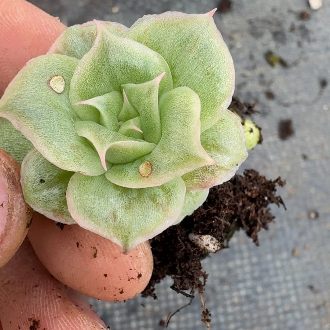 凸起月影杂交量拍13-102