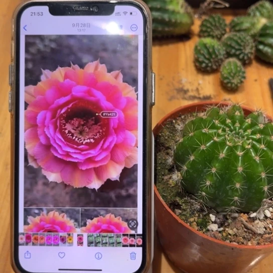 彩草421号6公分左右带根