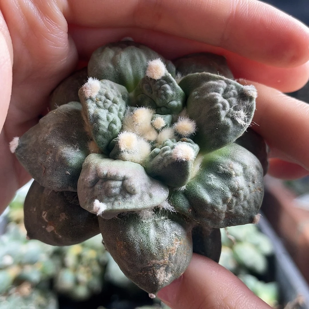 6.5cm自根好好怒涛牡丹
