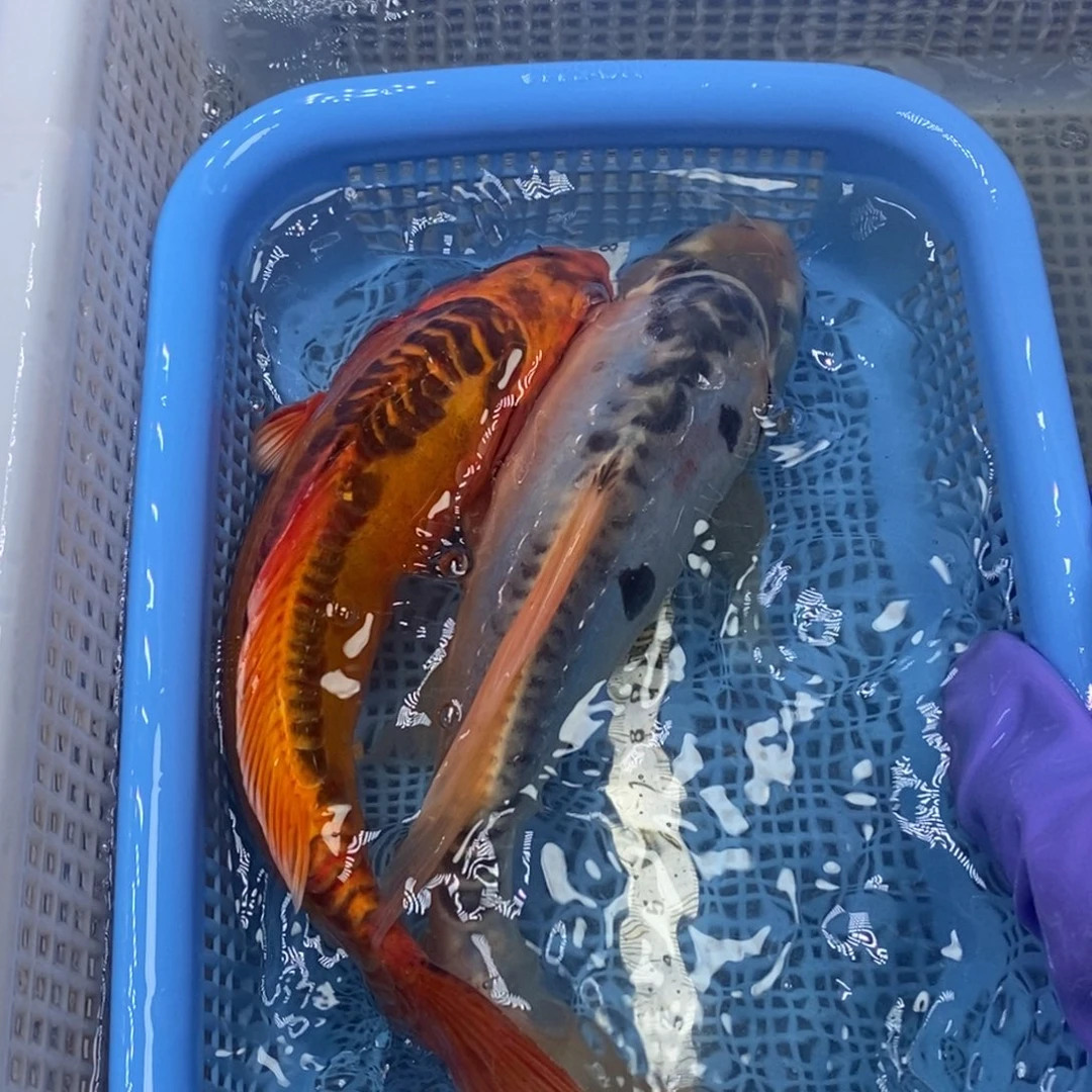 锦鲤冷水锦鲤包邮