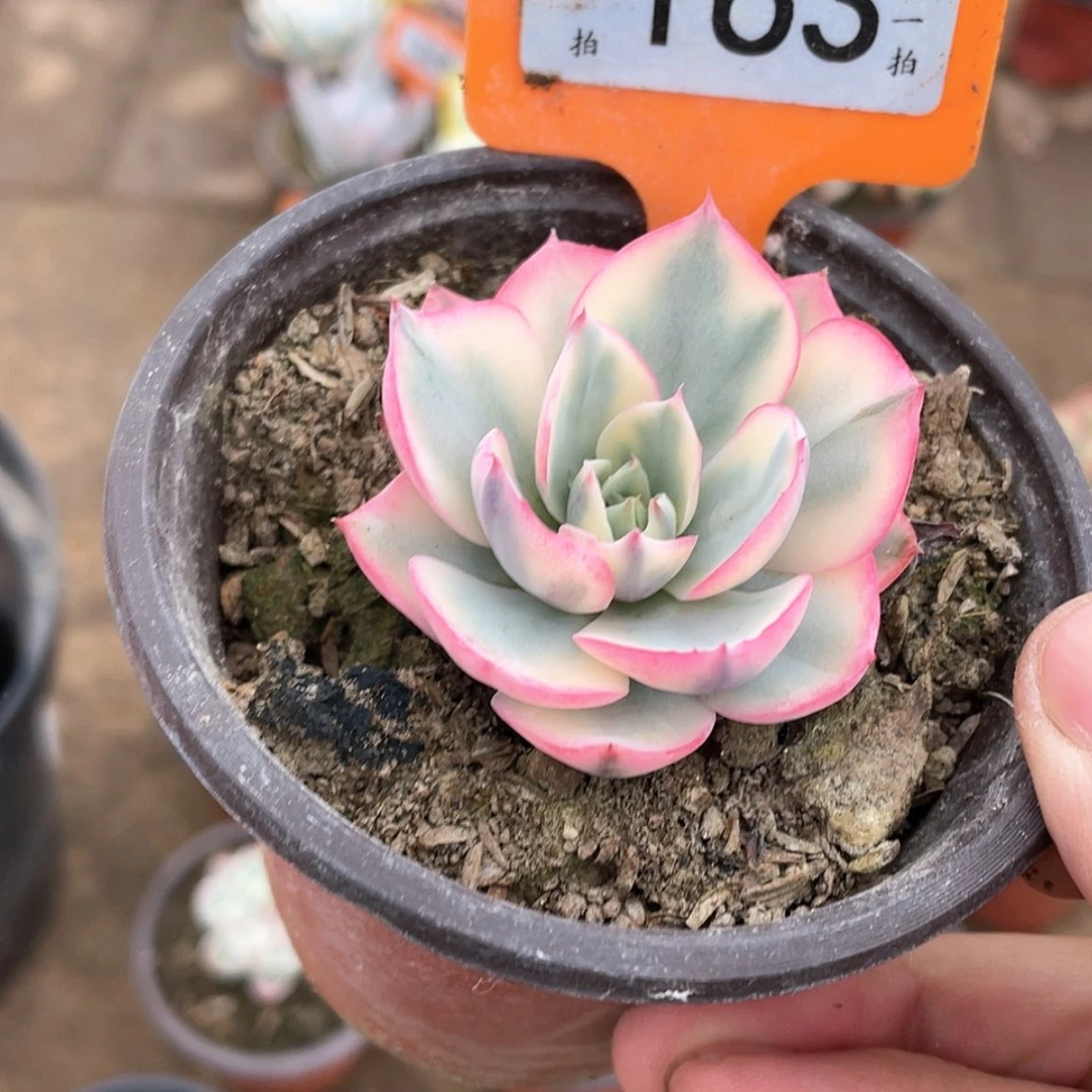 【闪购商品】裴*163号
